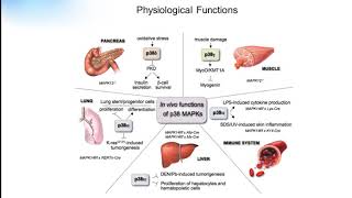 P38 signaling pathway Creative Diagnostics [upl. by Mchail]