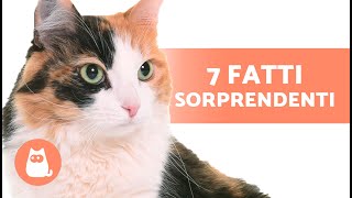 7 CURIOSITÀ sulle GATTE FEMMINE 🐱♀️ Questi dati vi SORPRENDERANNO [upl. by Keisling660]