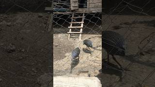 Two beautiful Wild vulturine Guinea fowls entered my chicken coop excited [upl. by Dripps156]