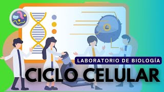 Laboratorio de Biología Ciclo celular [upl. by Graff765]