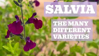 Salvia Showcase The MustHave Varieties for Your Garden Collection [upl. by Ahcurb]