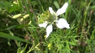 Juffertjeinhetgroen Nigella damascena  20130723 [upl. by Nirac]