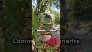 Comment reconnaître le chêne 🌳🐿️arbres plante forêt plantescomestibles plantes bois chêne [upl. by Clemmy]