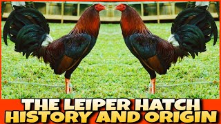 THE HISTORY AND ORIGIN OF LEIPER HATCH CHICKEN [upl. by Tuhn600]