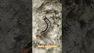 Moth caterpillar shortsvideocaterpillar nature trendingshorts wildlife viarlshort [upl. by Aniv766]