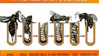 Hogyan működik a méhek társadalma [upl. by Nyrak595]