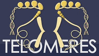 Telomeres explained in less than 5 minutes [upl. by Tena]