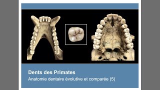 Anatomie des dents des Primates Anatomie dentaire évolutive et comparée 5 [upl. by Coppinger]