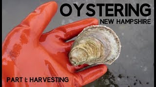 Oystering New Hampshire part 1 Harvesting [upl. by Marshall]