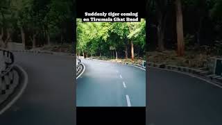 Suddenly tiger coming on Tirumala Ghat Road tirumala tirupati tirumalatirupati 2024 travel ttd [upl. by Anastas903]