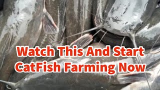 Start A Cat Fish Farming Now [upl. by Marks]