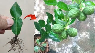 New skills ideas Grafting a grow kaffir lime tree from kaffir lime leaves in pot [upl. by Warwick]