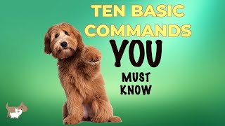 10 most basic commands every dog owner should know  dog training tips for beginners [upl. by Ciel]