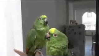 Pericos Hablando y Cantando Sorprendete Que Lindos [upl. by Wohlert638]