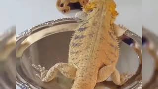 Bearded Dragon bobbing head compilation 2 [upl. by Sheilah223]