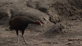 Rare footage of megapode birds laying eggs in volcano ashcovered islands and their predators [upl. by Uokes816]