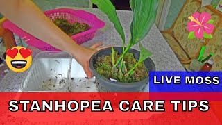 Stanhopea Care Tips  repotting stanhopea orchid in live moss [upl. by Etteneg]