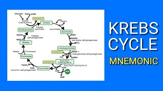 KREBS CYCLE  EASY Mnemonic  How to Memorize the Steps of the Krebs Cycle  Citric Acid Cycle [upl. by Anetta545]