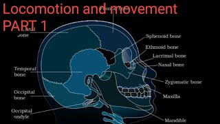 Locomotion and movement Class 11NCERTRead EnglishFor NEET [upl. by Onairam]