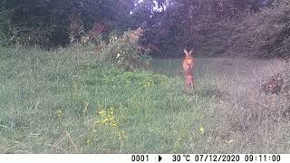 capriola con cucciolo in primo piano  roe deer with cub in foreground [upl. by Orman215]