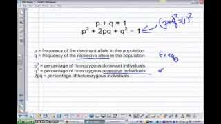 Solving Hardy Weinberg Problems [upl. by Deeas]