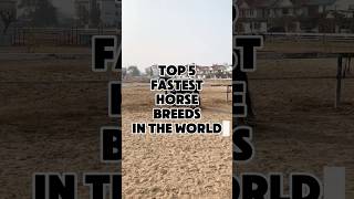 Top 5 Fastest Horse Breeds In The World facts information top trend trendingshorts fyp world [upl. by Cianca]