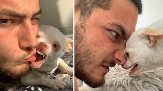 OMG Funny amp Angry Chihuahua Videos  Try Not To Laugh  Cool Pets [upl. by Eeliram830]