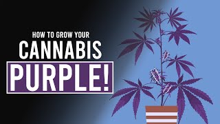 How to Grow your Cannabis PURPLE [upl. by Esyli]