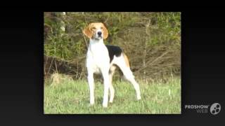 Russian Harlequin Hound Dog breed [upl. by Lesslie]