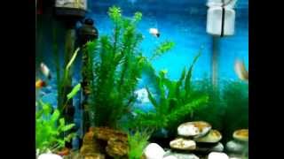 Betta Platy amp Gourami Community Tank [upl. by Aisnetroh]