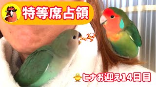 インコ同士🦜✖️🐥特等席はどっち【CHOIWARUINKO】雛お迎え14日目 [upl. by Anauqcaj]