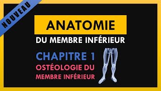 Anatomie Du Membre Inférieur  Chapitre 1  Ostéologie du membre inférieur [upl. by Akcinehs]