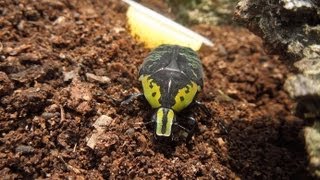 Euchroea coelestis  Flower Beetle  Rosenkäfer [upl. by Nathanoj]