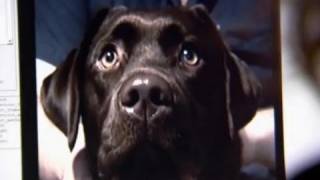 Can dogs sense emotion  Horizon The Secret Life of the Dog  BBC [upl. by Aioj]