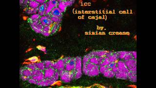 ICC Interstitial Cell Of Cajal [upl. by Crosse385]