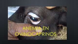 anemia en ovinos [upl. by Nywde]