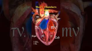 Heart chamber and Heart valves l heart shorts [upl. by Glogau]