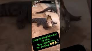 Woman Fights 20 ALLIGATORS With A SHOVEL 🤣🤣 animals shorts [upl. by Dirraj338]