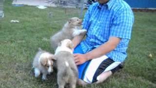 Sheltie 8 week old litter of 8 [upl. by Earased]