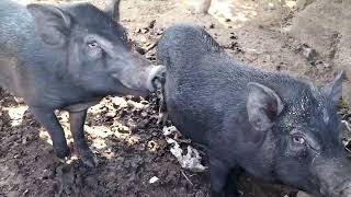 itim na baboy  Black Pig [upl. by Brufsky363]