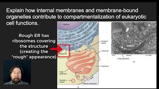 Cell Compartmentalization [upl. by Ybor558]