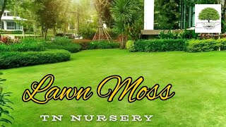 Lawn Moss TN Nursery [upl. by Deacon732]