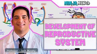 Embryology  Development of Reproductive System [upl. by Nnylasor107]