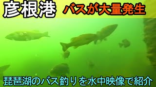 【2024年最新】琵琶湖の彦根港のバス釣りポイントを水中動画で紹介！彦根港の釣りを攻略！ [upl. by Othe]