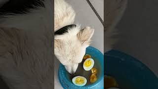 Oscar amp Stella enjoying there breakfast subscribe youtubeshorts stella breakfast oscar dog [upl. by Eidob]