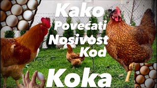 Kako da KOKE nose zimi zdrava ishrana Koka kako do vecih JAJA savjeti [upl. by Critchfield]