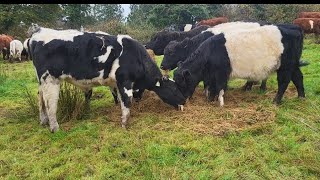 outwintering cattle in Ireland 2024 irishfarm cow shorthorn regenerativefarm [upl. by Underwood465]