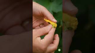 Hand Pollinate Luffa Blossoms luffa loofah handpollination [upl. by Ettegirb]