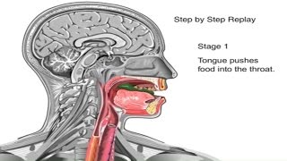 How Swallowing Works Animation Video  Stages of Swallowing Process  Swalllow Anatomy amp Physiology [upl. by Koval]