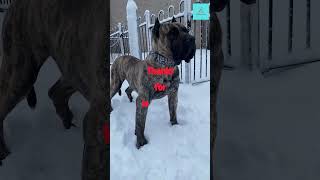 The Presa Canario shortsfeed dogbreed [upl. by Abdu]